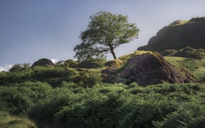 Vocação da Vida Natural